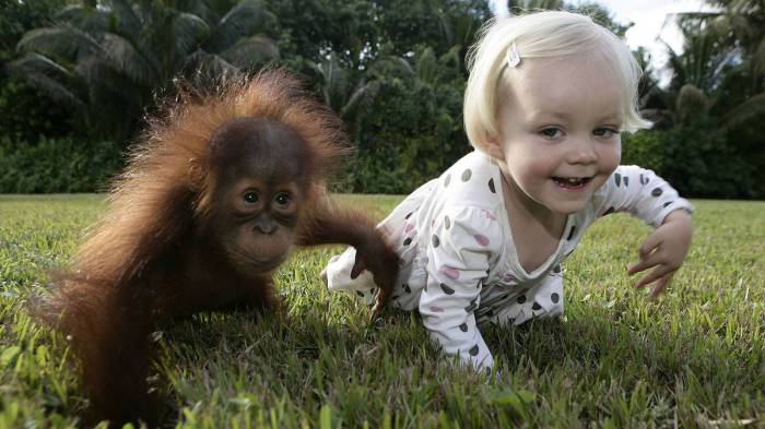 Ребенок и детеныш орангутанга.