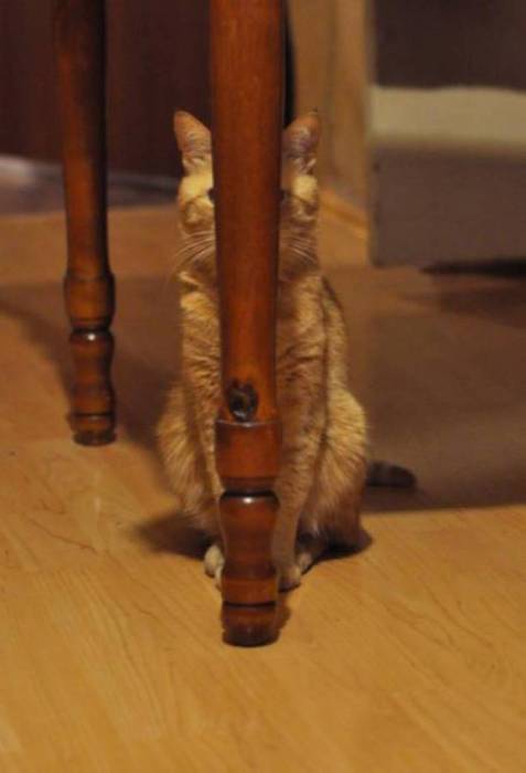 Животное прячется за ножкой стола.