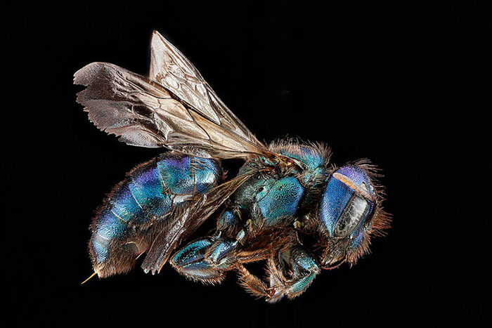 микромир пчелы в проекте Геологического управления США