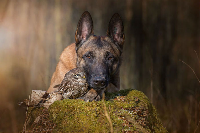 Очаровательный фотосет о невероятной дружбе собаки и совы