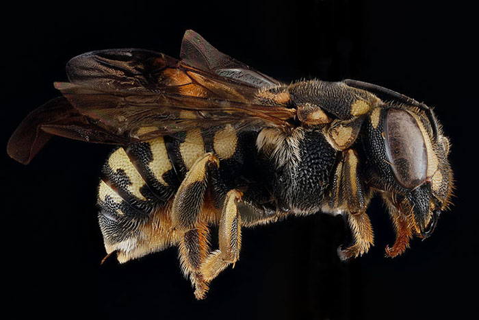 микромир пчелы в проекте Геологического управления США
