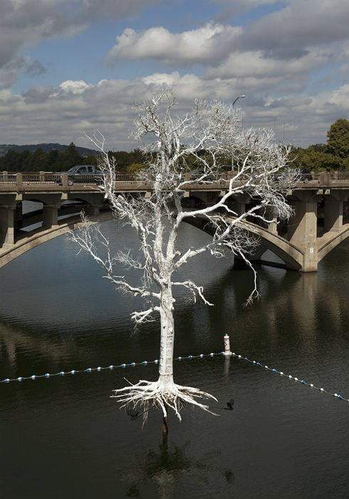Посредством инсталляции Лю стремится привлечь внимание общественности к проблеме гибели многих сотен деревьев в Техасе по причине засухи