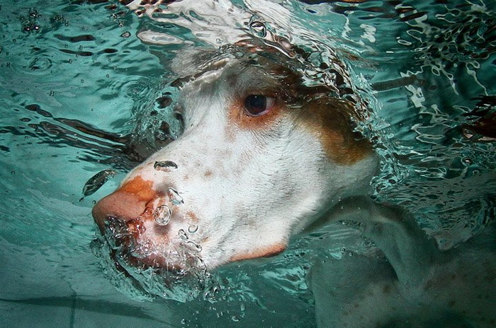 Собаки под водой: Underwater Dogs