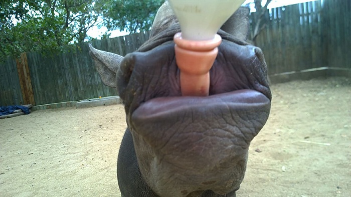 Носорога кормят с бутылочки.
