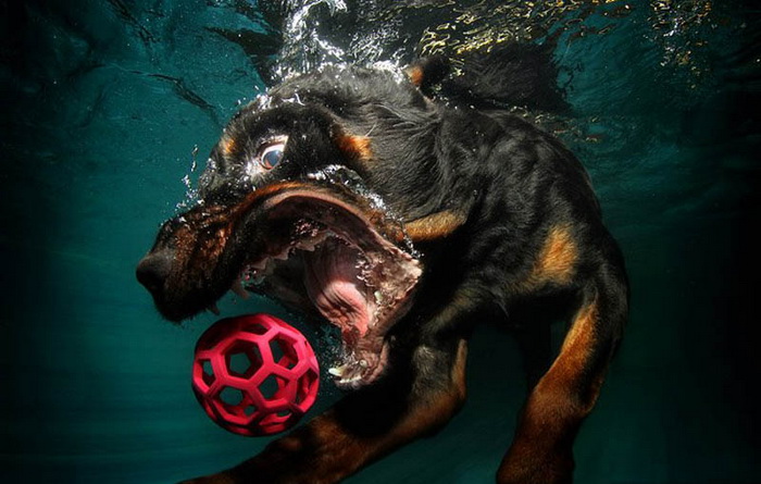 Underwater Dogs: коллекция фото собак под водой
