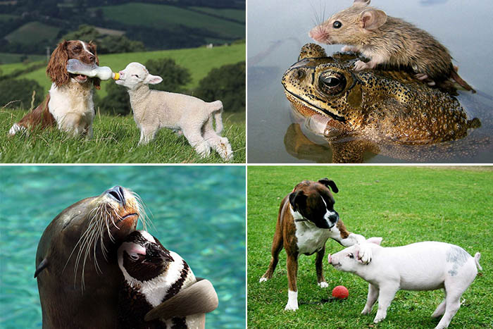 Дружба между животными на фото