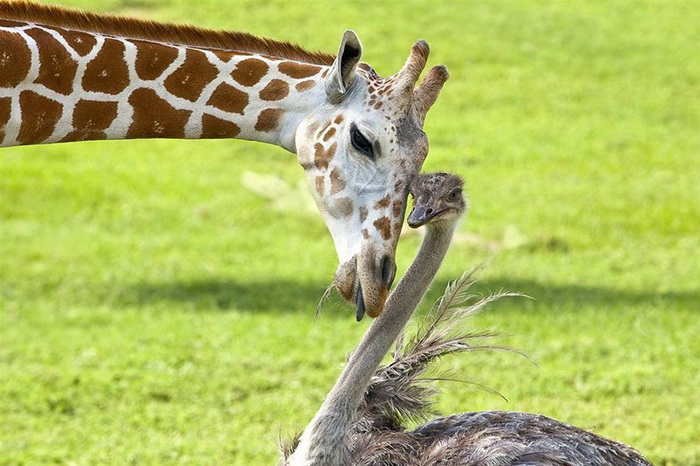 Дружба страуса с жирафом