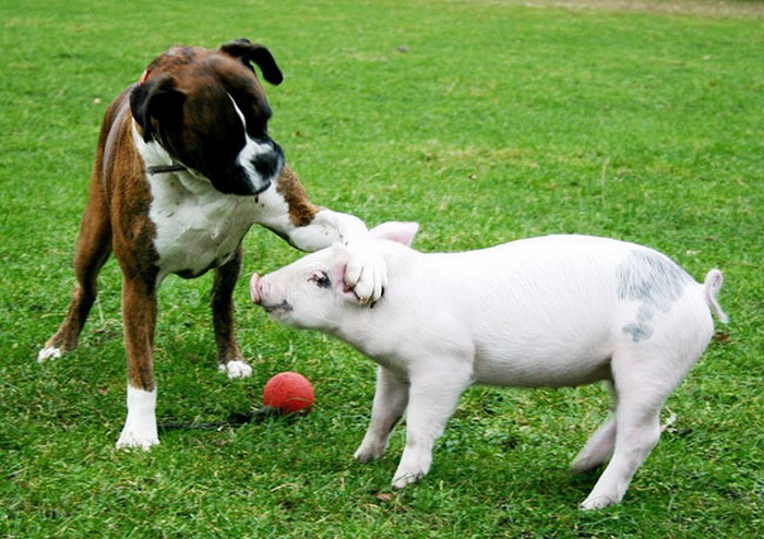 Собака и свинья: необычная дружба