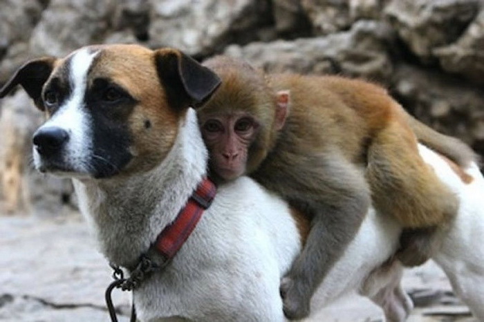 Собака и обезьяна: битый небитого везет