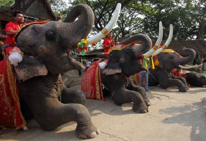 Национальный День Слона в Таиланде