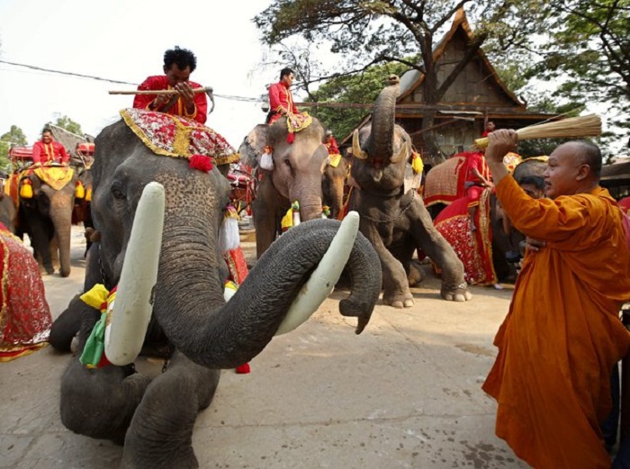 День Слона в Таиланде
