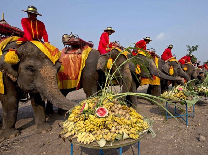 Парад слонов в Таиланде