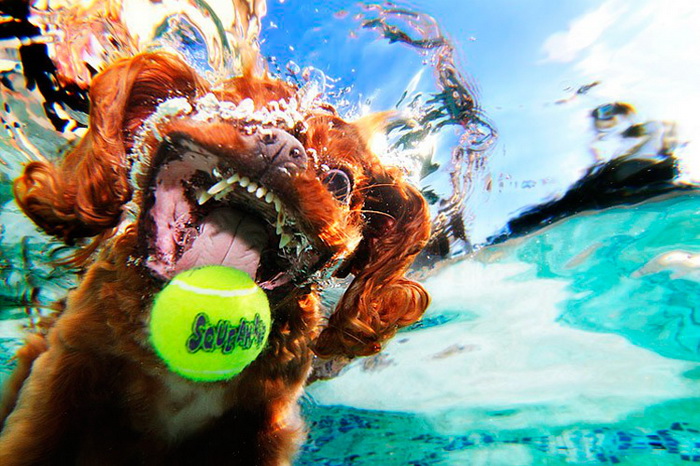Underwater Dogs: собаки под водой