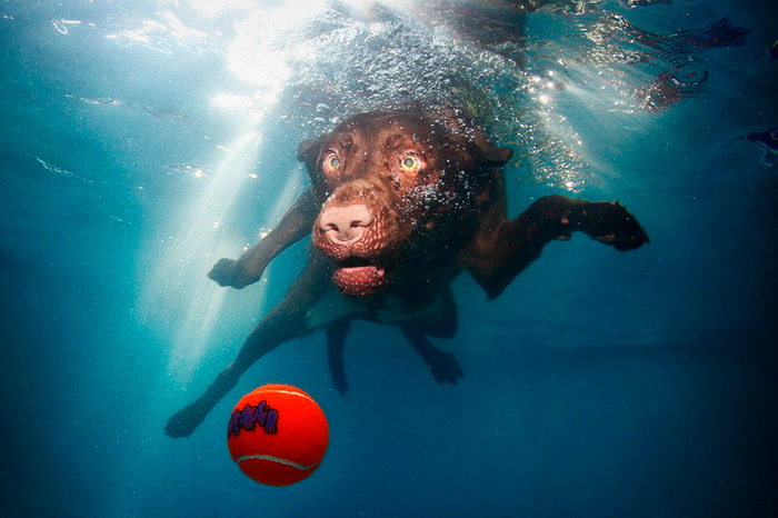 Коллекция Underwater Dogs