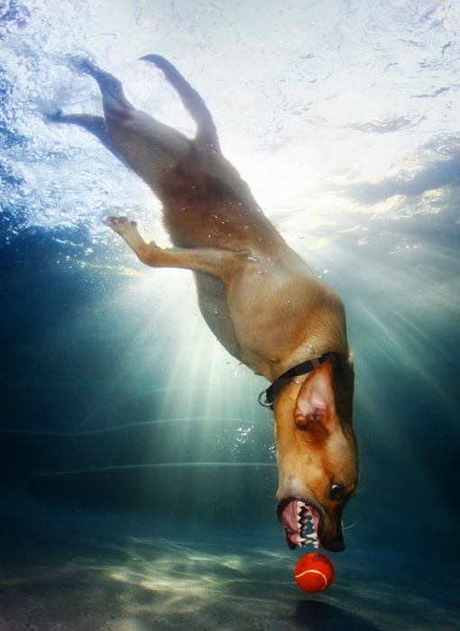 Жизнь собак под водой