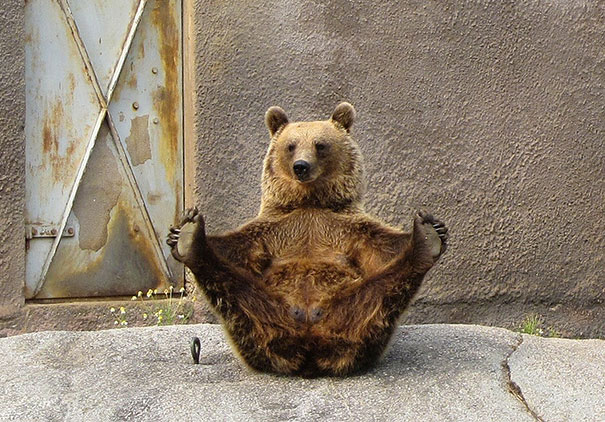 Медведь и йога.
