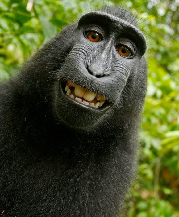 смеющаяся обезьяна