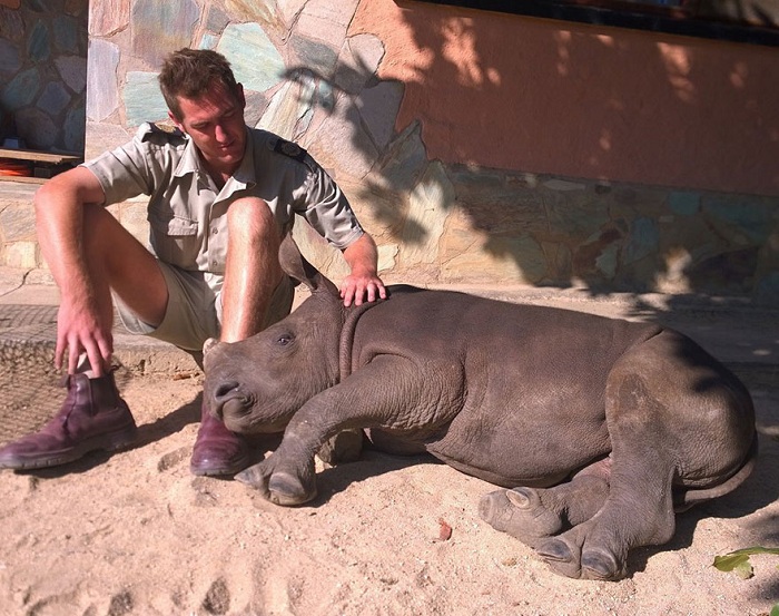 Малютка-носорог.