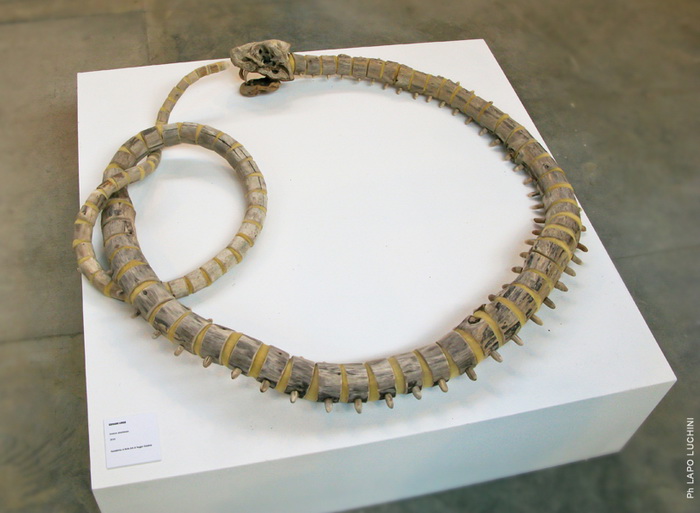 Деревянная змея из коллекции Fragile Skeletons