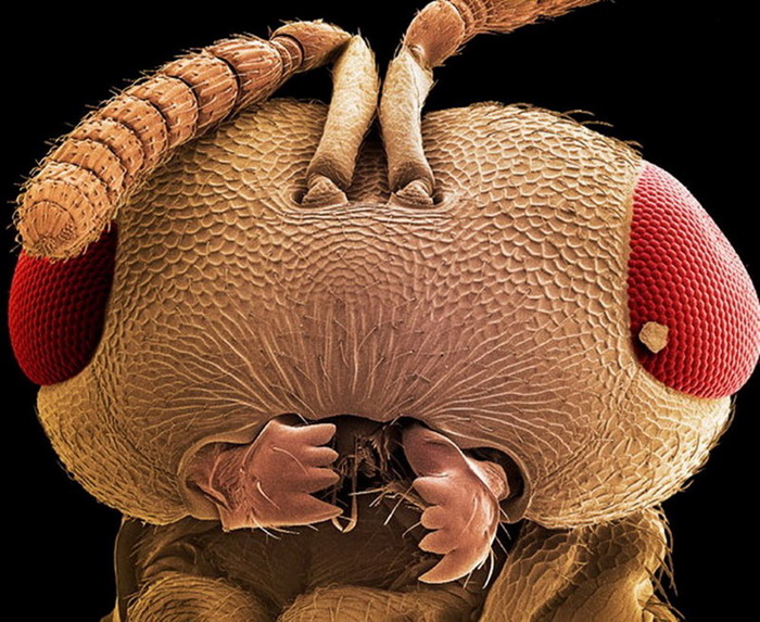 Голова осы