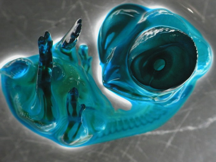 Куриный эмбрион