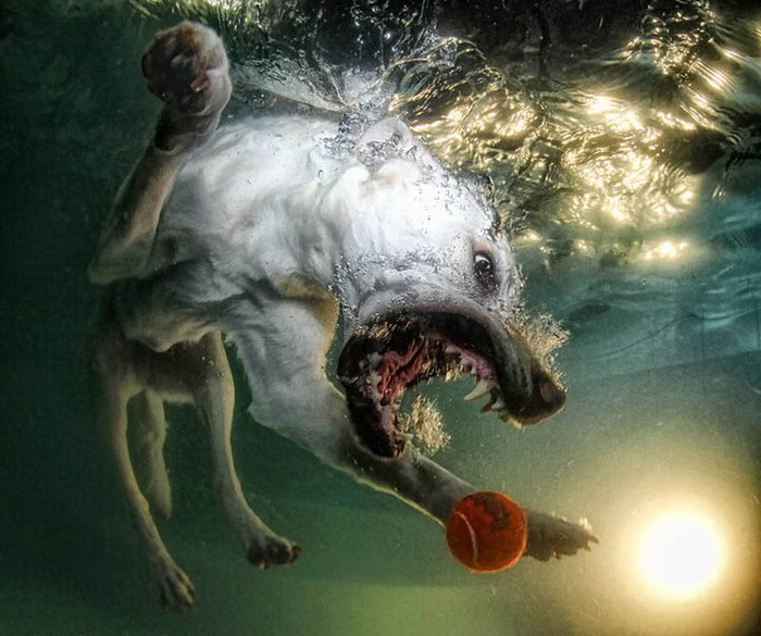 Фотографии собак под водой
