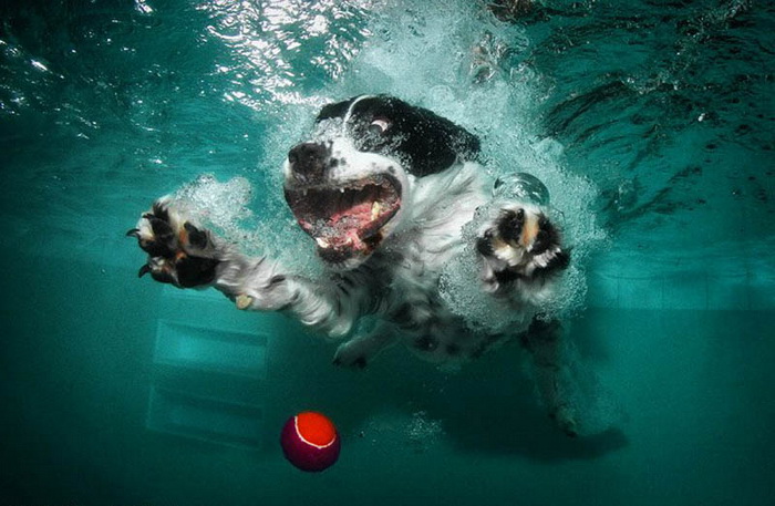 Underwater Dogs: собаки в воде
