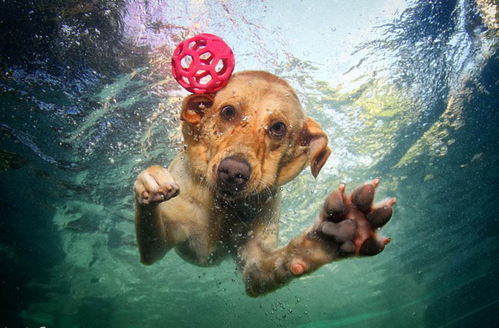 Underwater Dogs: как собаки ведут себя под водой