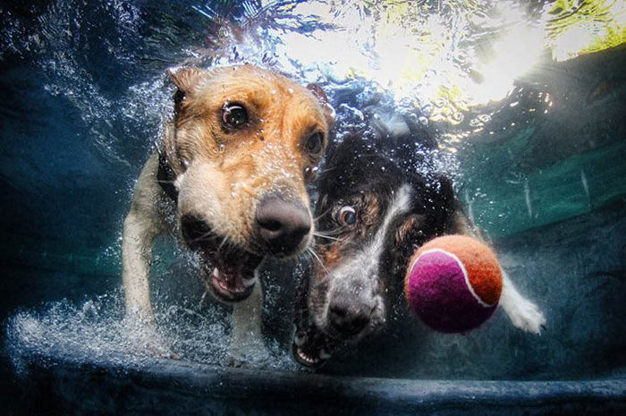 Коллекция снимков Underwater Dogs