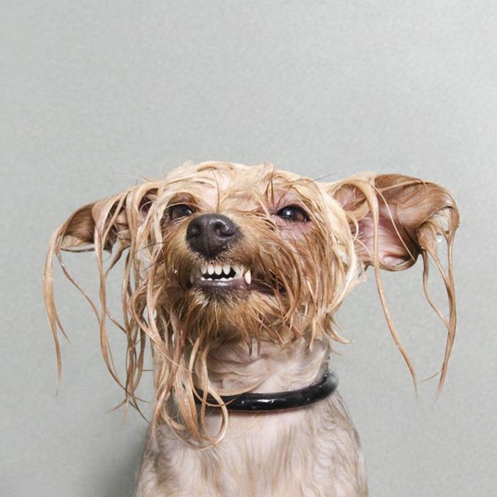 Мокрые собаки в фотосессии Sophie Gamand