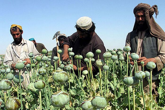 Афганские фермеры на маковом поле заняты извлечением опия-сырца.