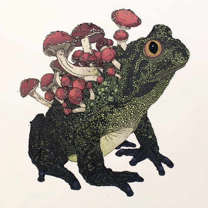 Николя Ди Женова: Cordyceps Toad