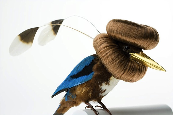 Декорированные птицы Карли Фивер (Karley Feaver), halcyon smyrnensis bunbundo, 2013