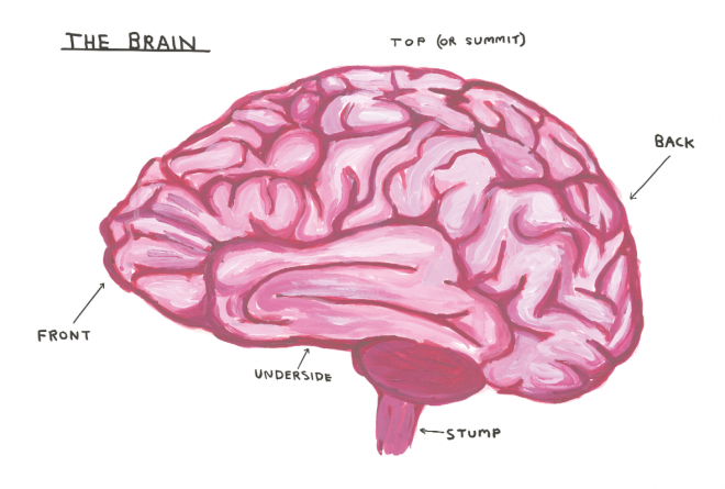 Анатомия человеческого мозга