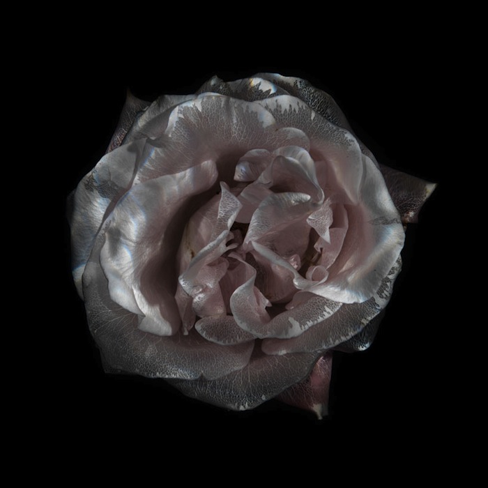 Розы лишают пигмента по специально разработанной фотографом технологии