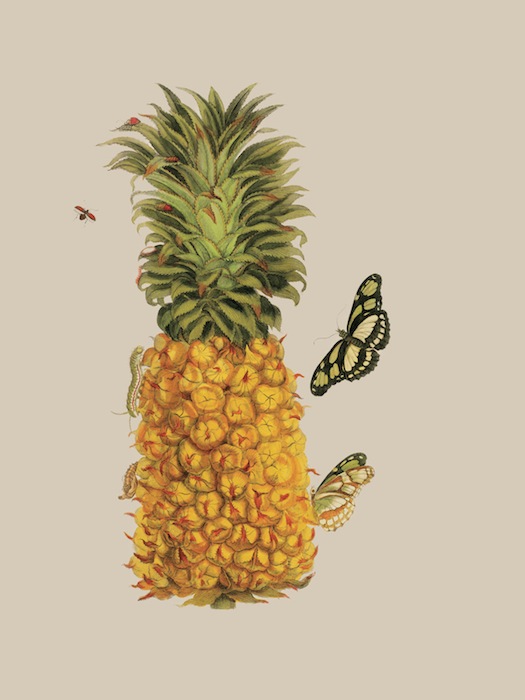 Изображение ананаса из книги «Metamorphosis insectorum surinamensium» Марии Сибиллы Мериан