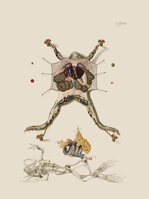 Препарированная лягушка. Резель-Розенгоф, «Historia naturalis ranarum nostratium» (1758)