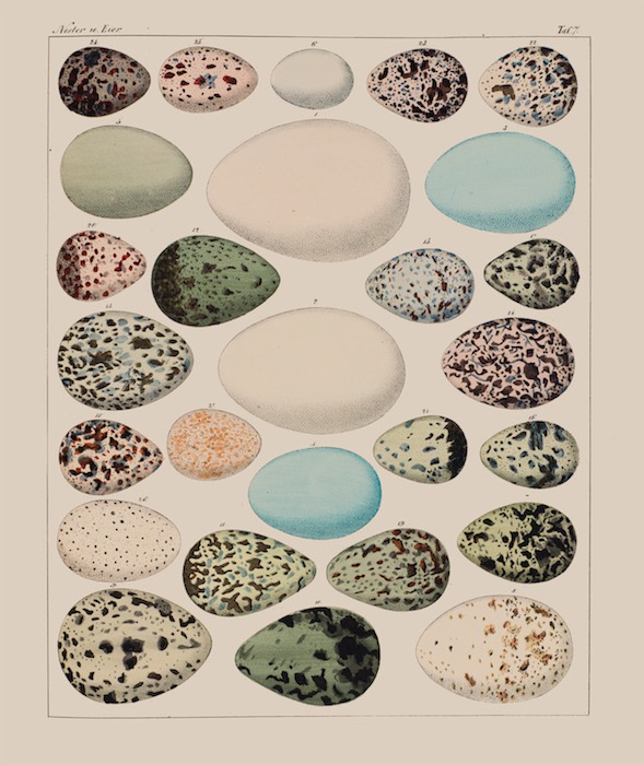 Коллекция яиц, Лоренц Окен, «Основы естественной истории для всех» (1779-1851) 