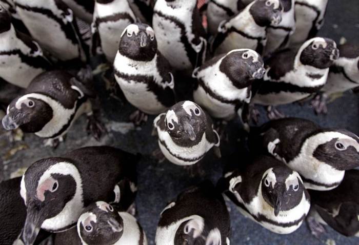 Африканские пингвины, спасённые после разлива нефти в Кейптауне, сгрудились, чтобы согреться