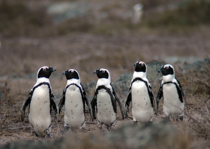 В естесственных условиях ареал обитания африканских пингвинов — побережье Южной Африки и Намибии и близлежащие острова в районе холодного Бенгельского течения.