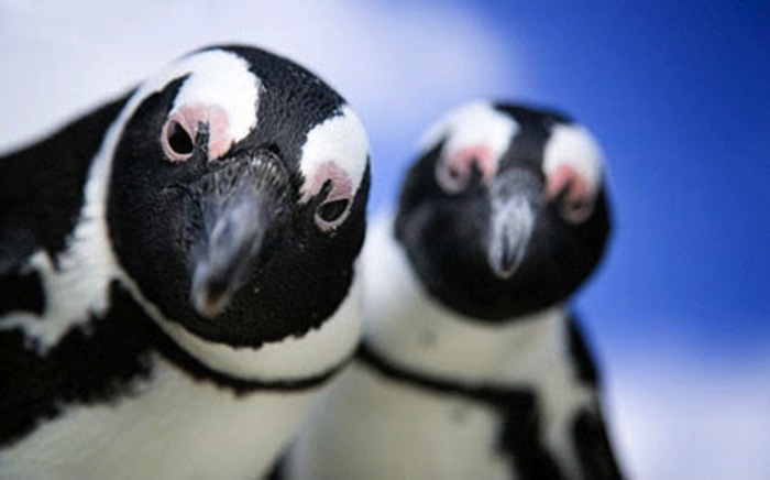 Пингвины не забывают и не прощают