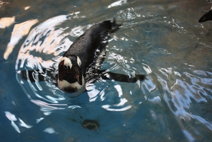 Африканский пингвин осваивается в Красноярском парке флоры и фауны
