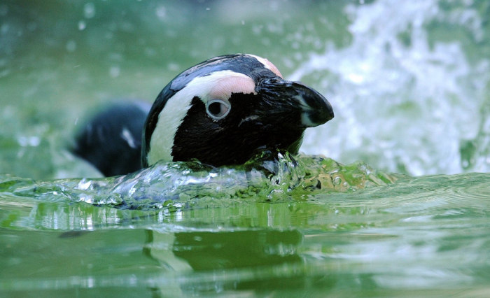 Пингвины в воде могут развивать скорость до 20 км/ч, нырять глубже 100 м и задерживать дыхание на 2—3 минуты