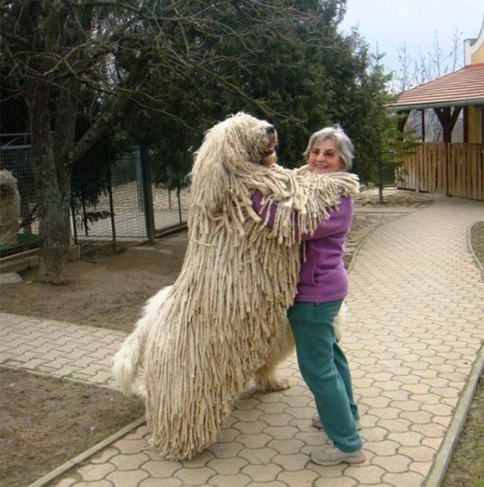Забавный большой пес обнимается со своей хозяйкой.