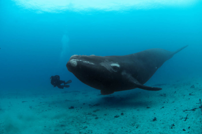 Фотоснимки гигантского кита от Брайана Скерри (Brian Skerry).