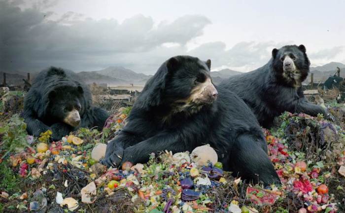 Медведи на снимках от Симена Йохана (Simen Johan). 