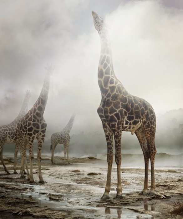 Жирафы в тумане на снимке от Симена Йохана (Simen Johan). 