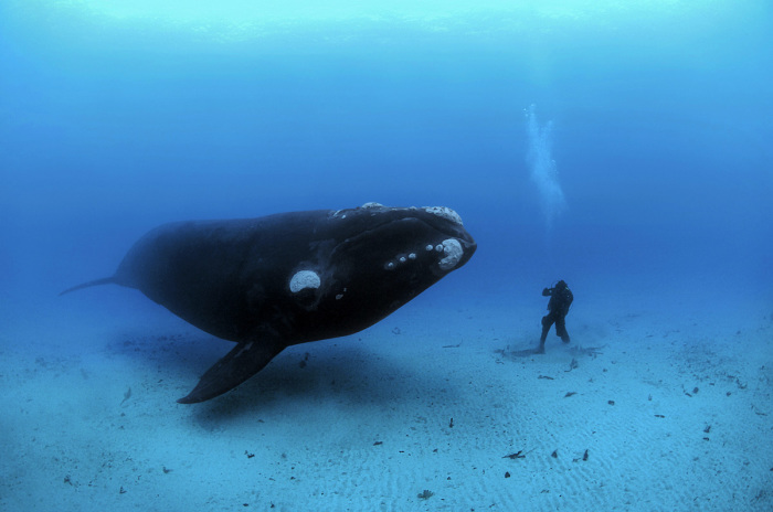 Завораживающие снимки огромного кита от Брайана Скерри (Brian Skerry). 