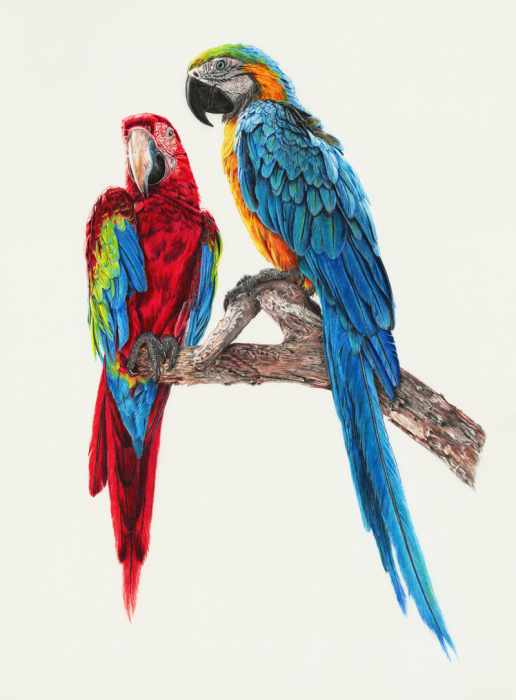 Красочные попугаи от Моники Ли (Monica Lee).