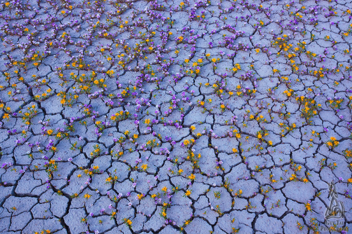 Необыкновенные снимки цветущей пустыни от Guy Tal. 